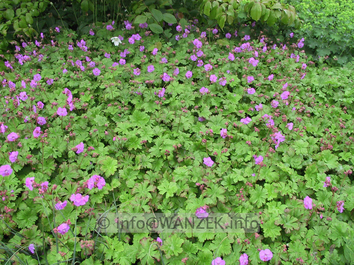 Geranium cantabrigiense Karmina 02.JPG